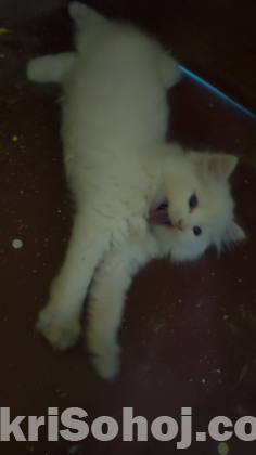 Pure Persian kitten